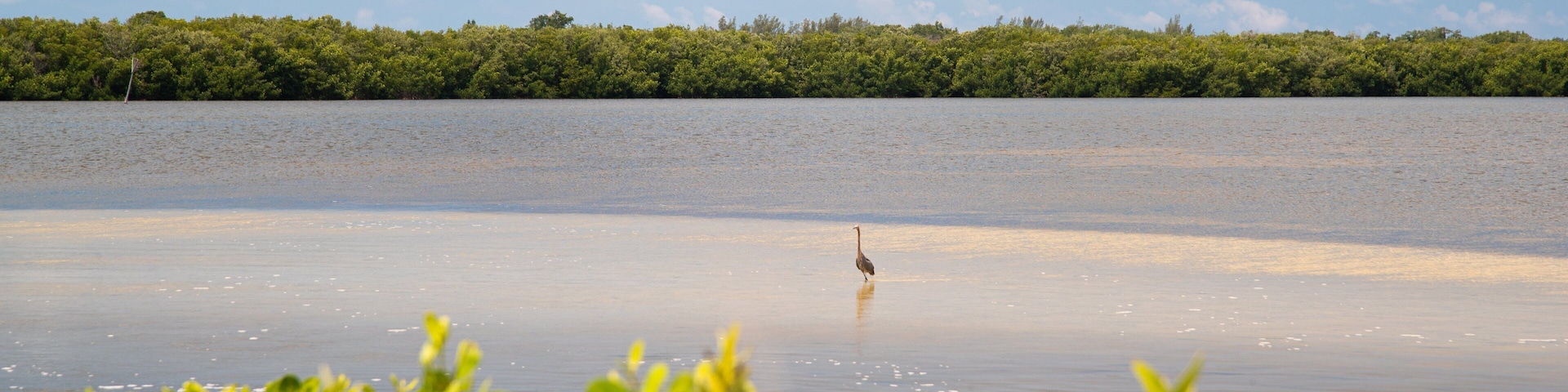 J. N. Ding Darling National Wildlife Refuge showing a lake or waterhole and bird life