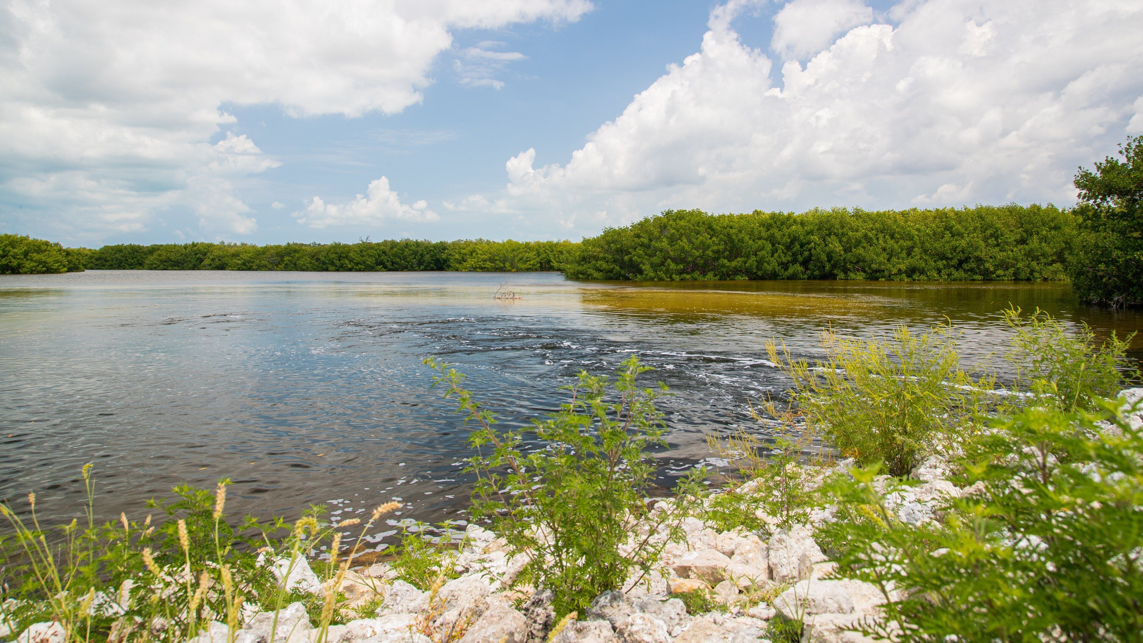 J. N. Ding Darling National Wildlife Refuge which includes a lake or waterhole