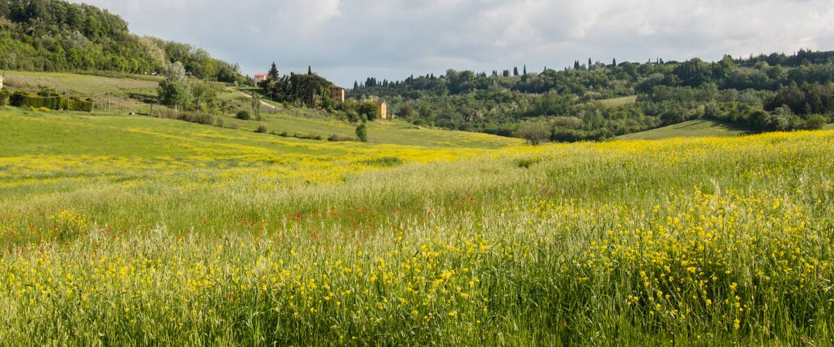 A rural landscape with rolling hills, a field of yellow flowers, and a distant village.