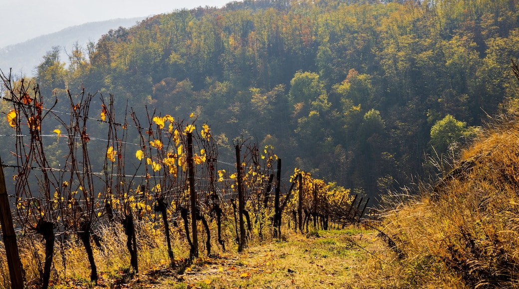 Vignoble alsacien à la lisière des bois, Le Galtz en arrière-plan, Alsace, France
