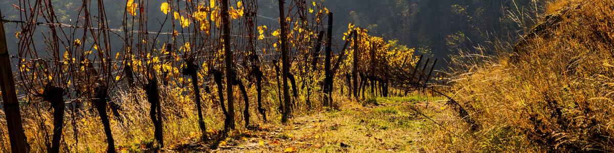 Vignoble alsacien à la lisière des bois, Le Galtz en arrière-plan, Alsace, France