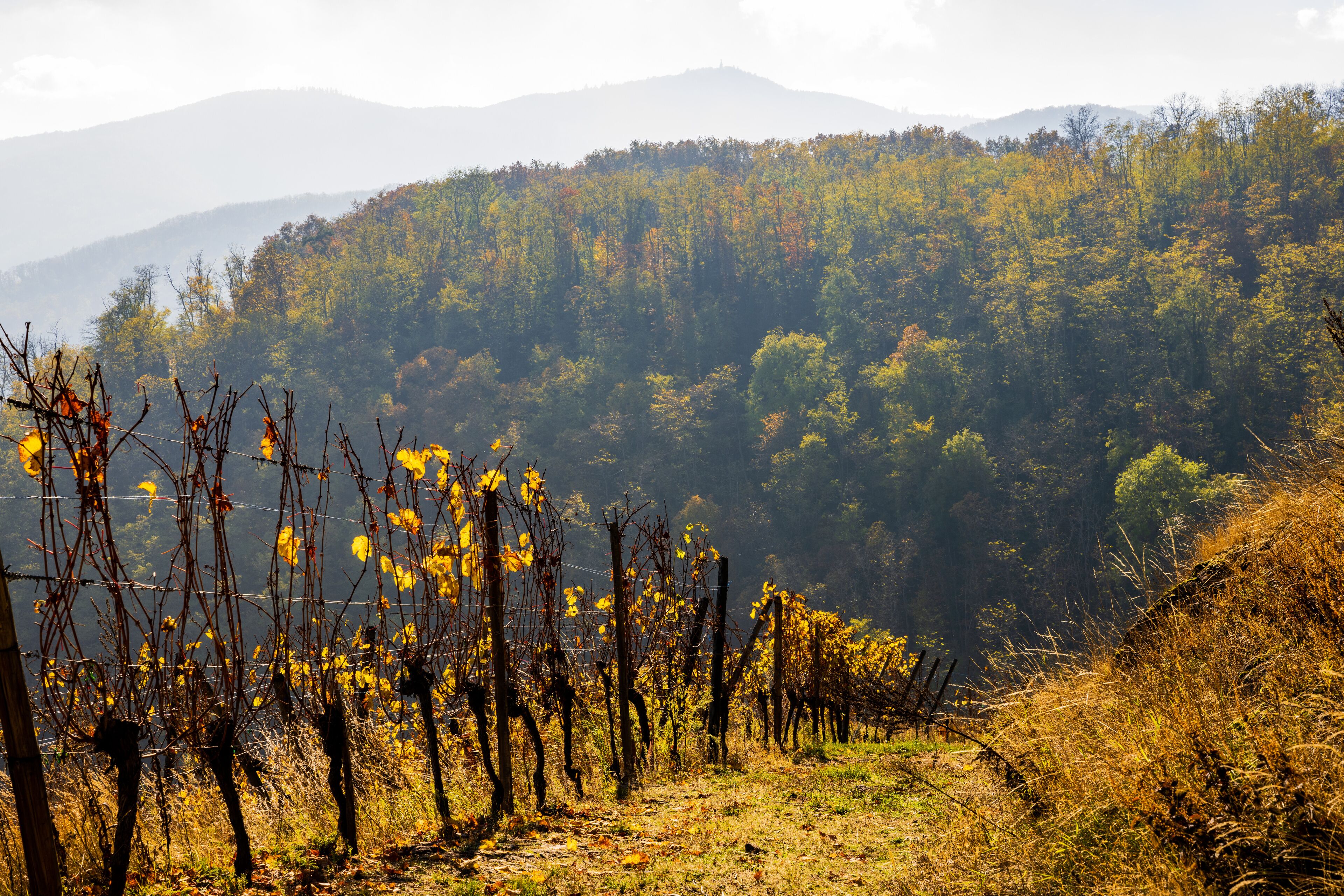 A vineyard with rows of grapevines and a forested hillside in the background.