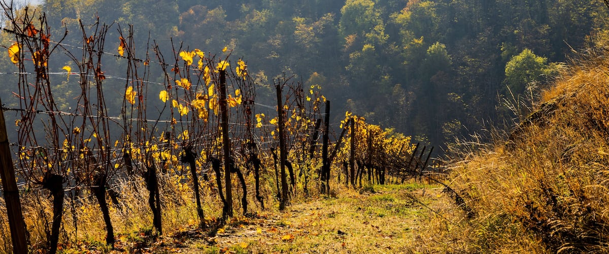 A vineyard with rows of grapevines and a forested hillside in the background.