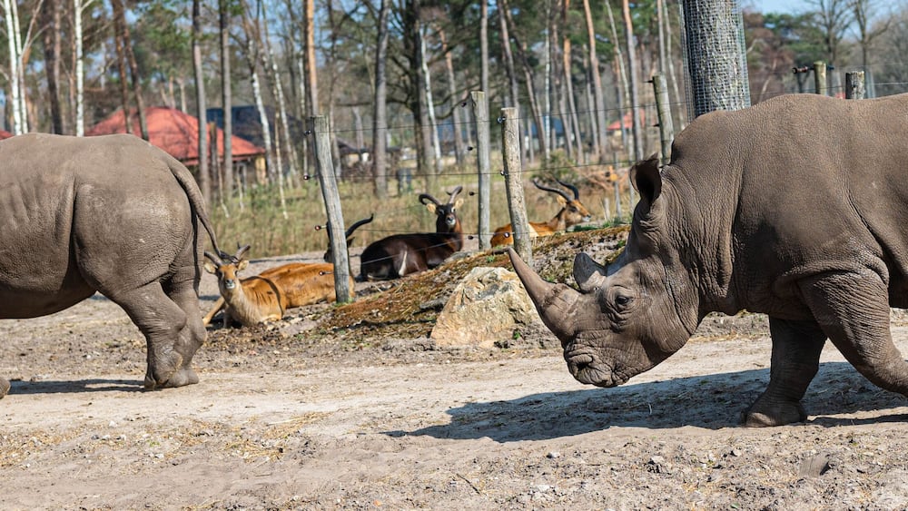 walking rhinos enjoy the sun in a zoo called safari park Beekse Bergen in Hilvarenbeek, Noord-Brabant, The Netherlands
