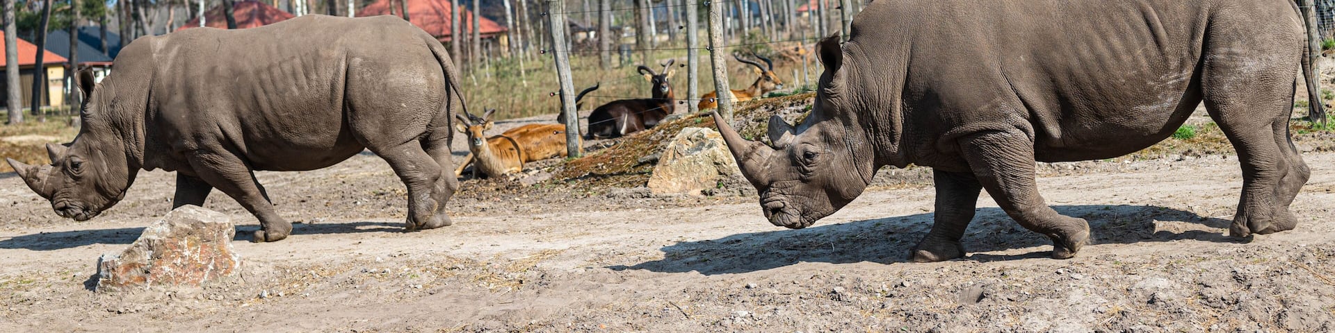 walking rhinos enjoy the sun in a zoo called safari park Beekse Bergen in Hilvarenbeek, Noord-Brabant, The Netherlands
