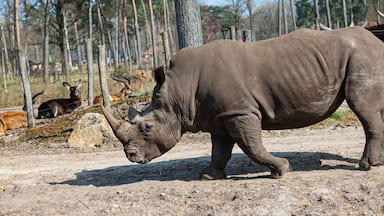 walking rhinos enjoy the sun in a zoo called safari park Beekse Bergen in Hilvarenbeek, Noord-Brabant, The Netherlands