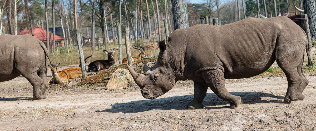 Two rhinoceroses walking on a dirt path with trees and a fence in the background.