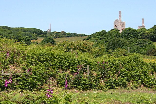 A vineyard with rows of grapevines and a historic building in the background.