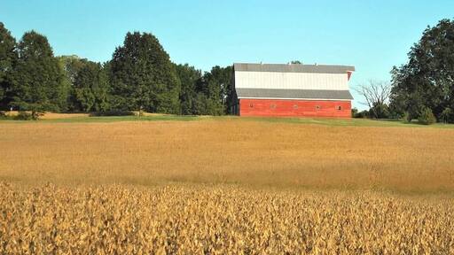 Harvest time in Tennessee #MyBackyard #tennesseefarms