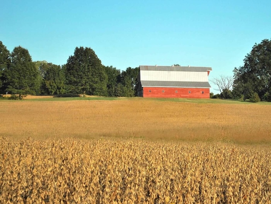 Harvest time in Tennessee #MyBackyard #tennesseefarms