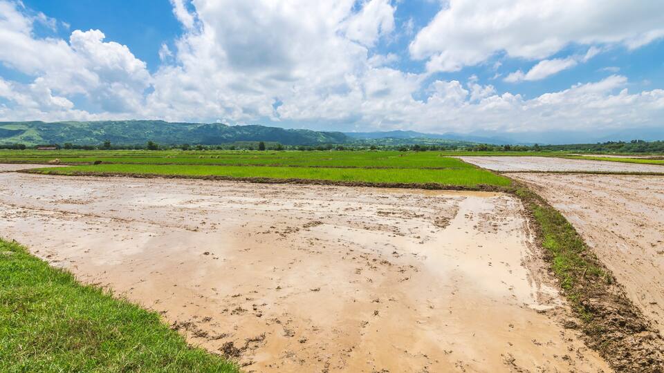 A flooded agricultural field with green crops and a clear sky.
