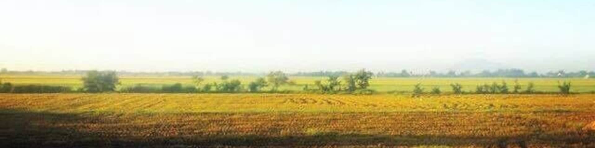Cabanatuan City.