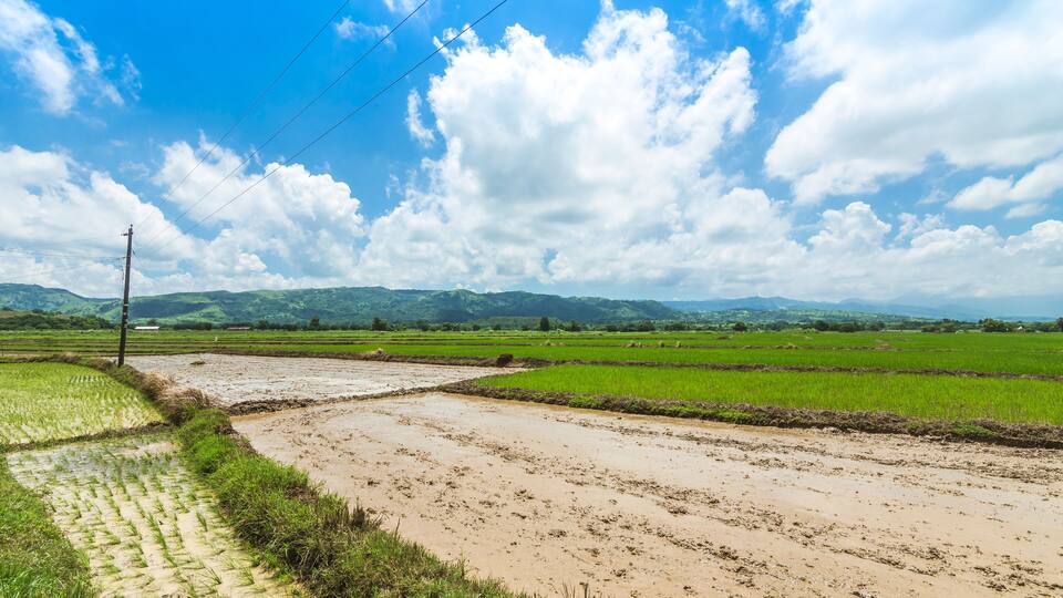 A rural landscape with green rice fields, a muddy path, and distant hills under a partly cloudy sky.