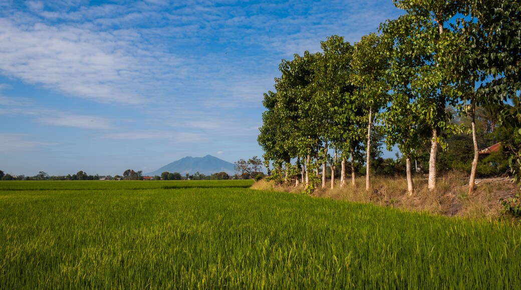 Reisfelder, Philippinen