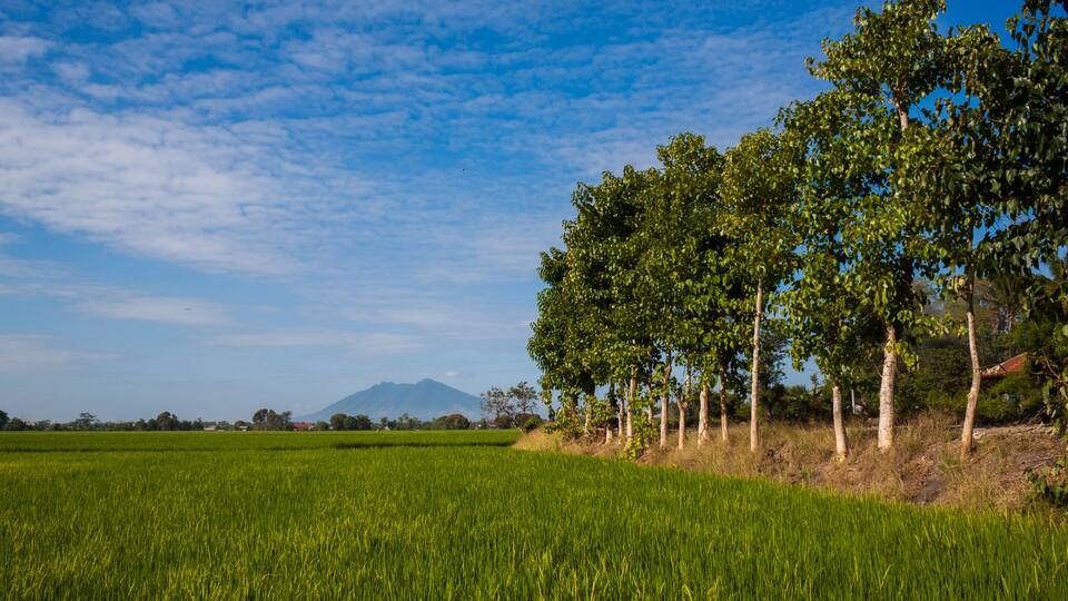 A green field with trees and a mountain in the background.