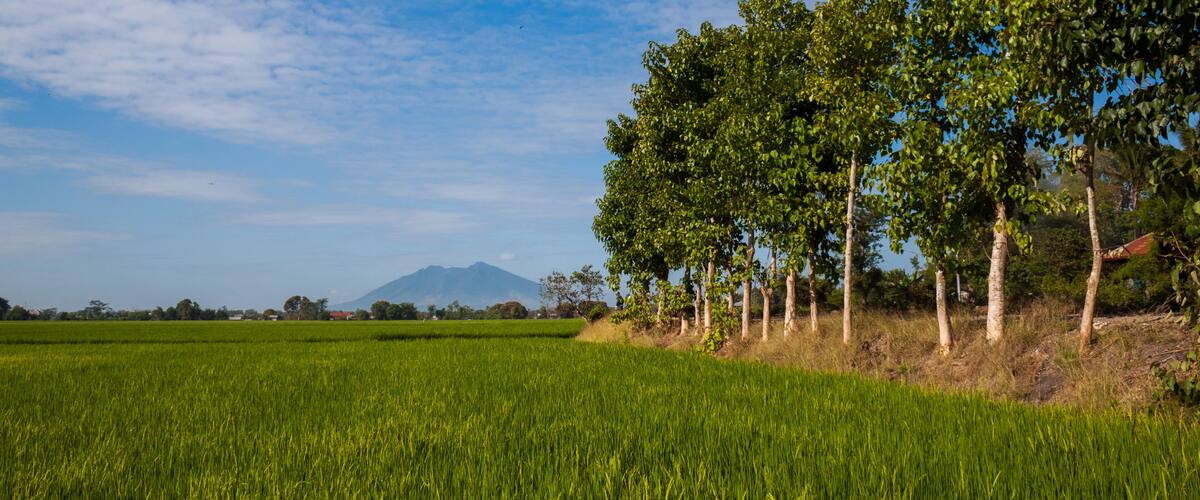 A green field with trees and a mountain in the background.