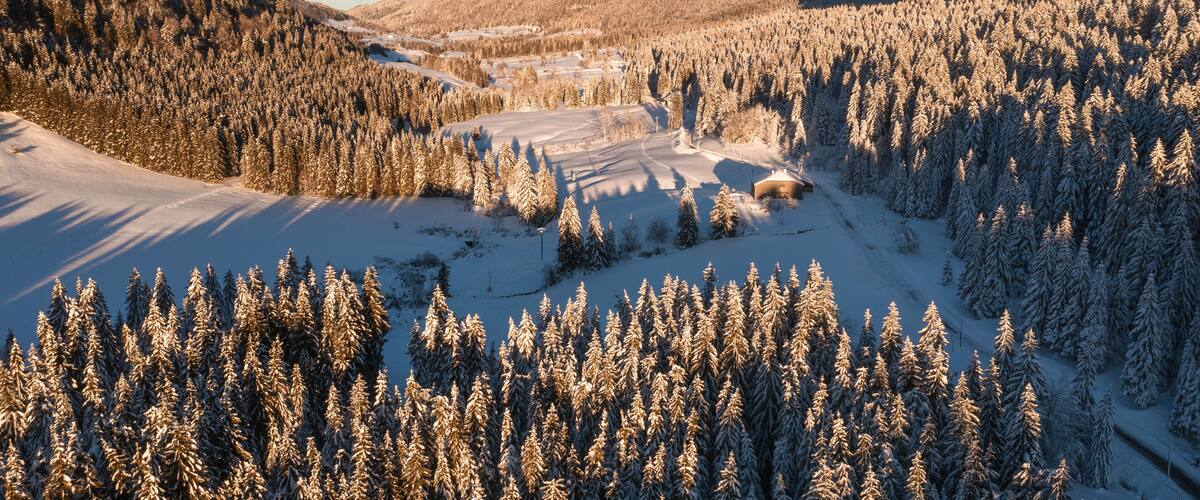 A snow-covered forest with a clear sky.