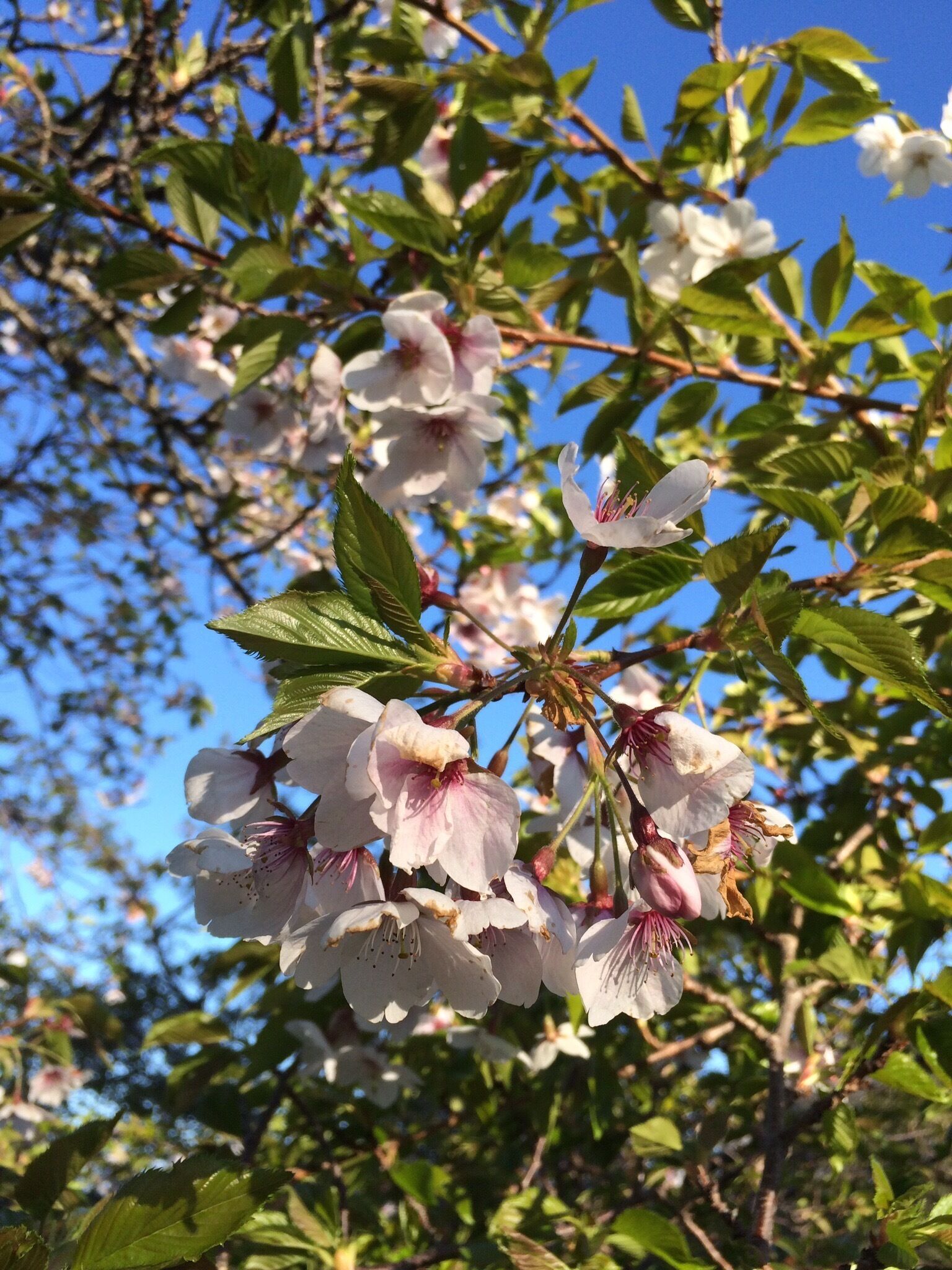 "Blossom"
Delicate in their simplicity!  The ranger said many blossoms were lost in the #Spring winds. 
#Nature
#Colourful/#Colorful