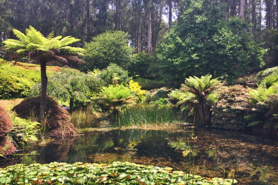 A serene pond surrounded by lush greenery, including ferns and various trees.