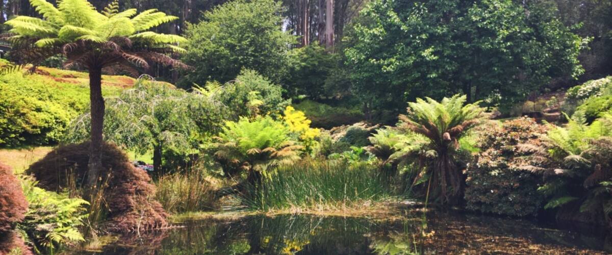 A serene pond surrounded by lush greenery, including ferns and various trees.