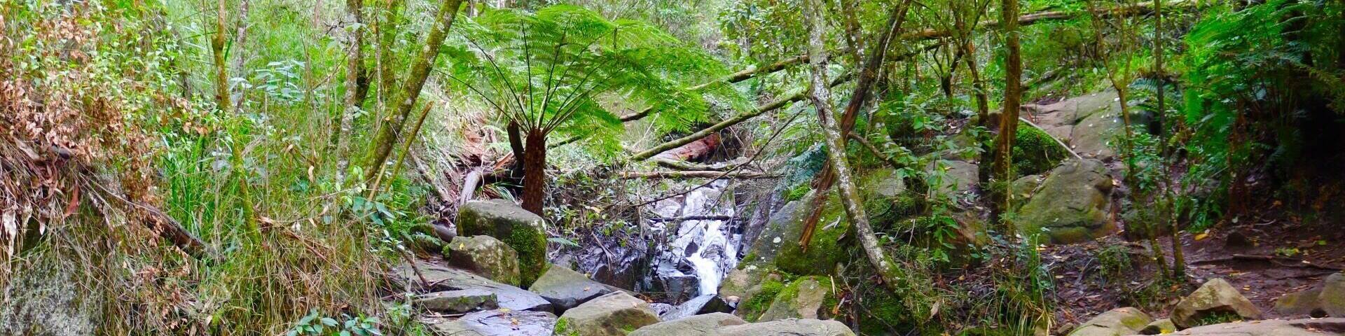 A nice little waterfall on Mt Dandenong. It's best to get off the track and climb up the waterfall for the best views and photos. (Can be super slippery and muddy when wet).