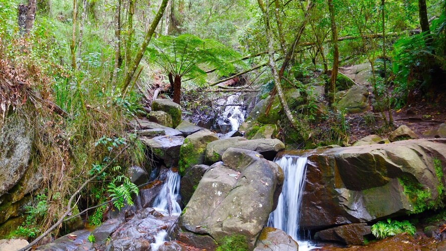A nice little waterfall on Mt Dandenong. It's best to get off the track and climb up the waterfall for the best views and photos.