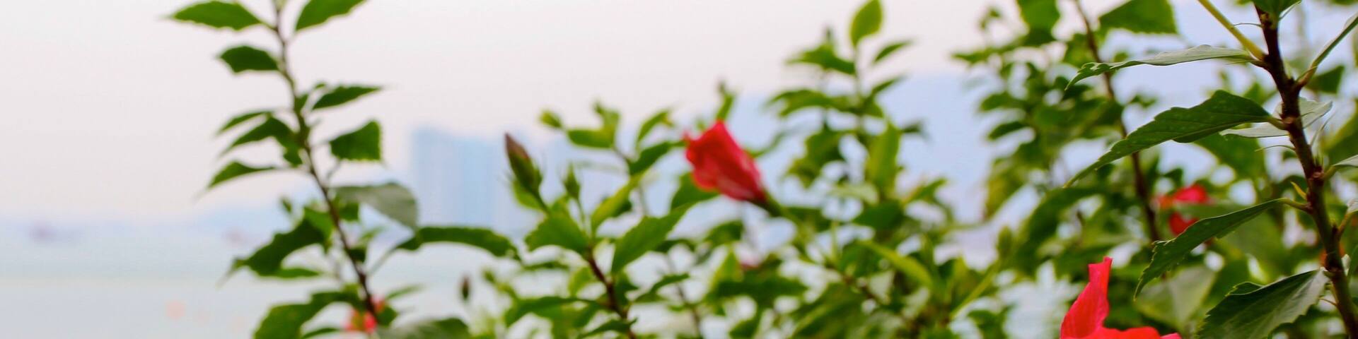 Tuen Mun showing wildflowers