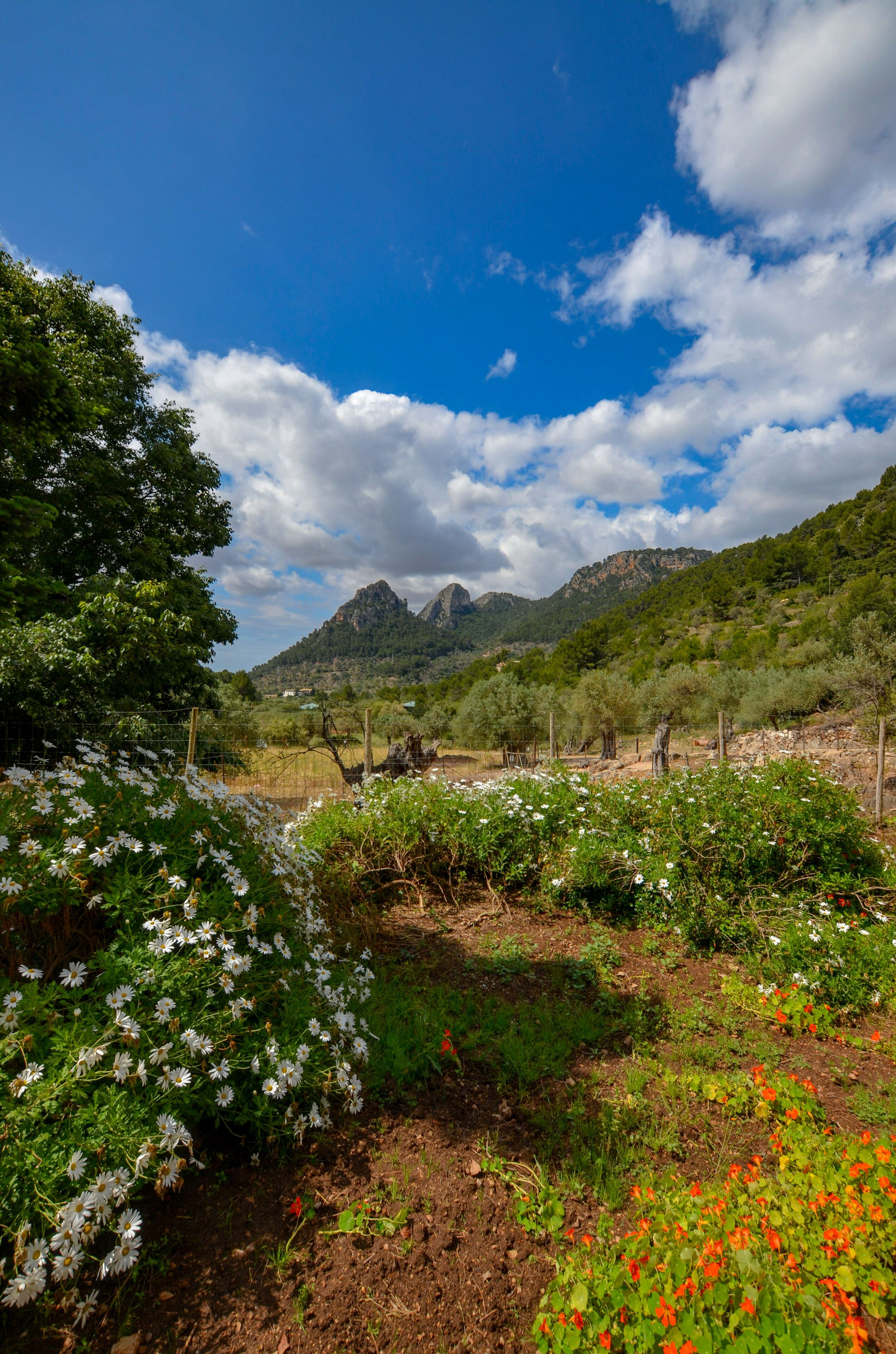 Mountain views from the stunning gardens. Try their homemade lemon ice-cream.