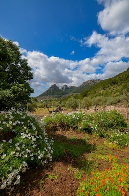 Mountain views from the stunning gardens. Try their homemade lemon ice-cream.