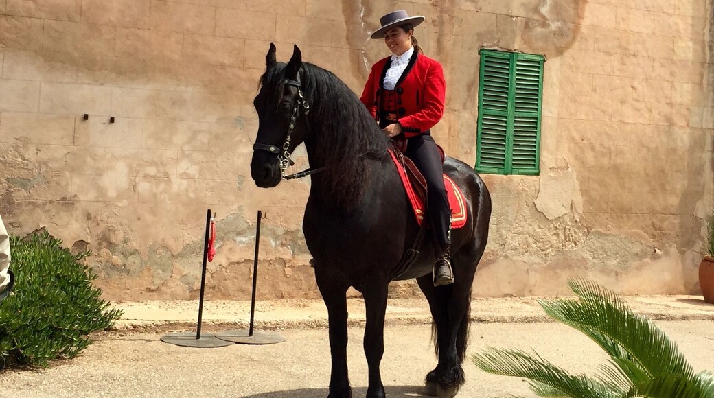 Son Amar Mallorca Spain... This was an introduction to a planned Flamenco dancing show.