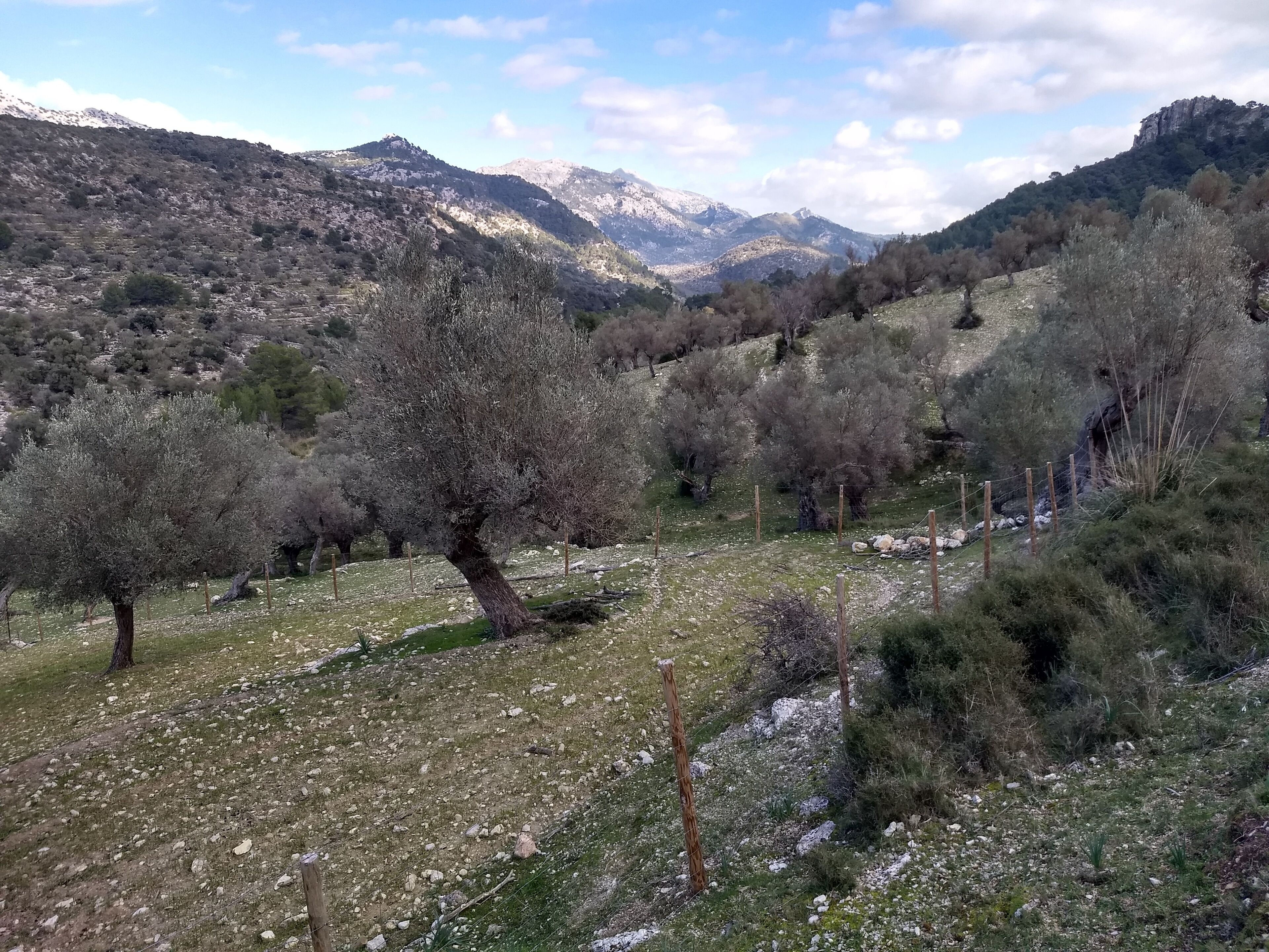 Magnificent place with very old olives trees