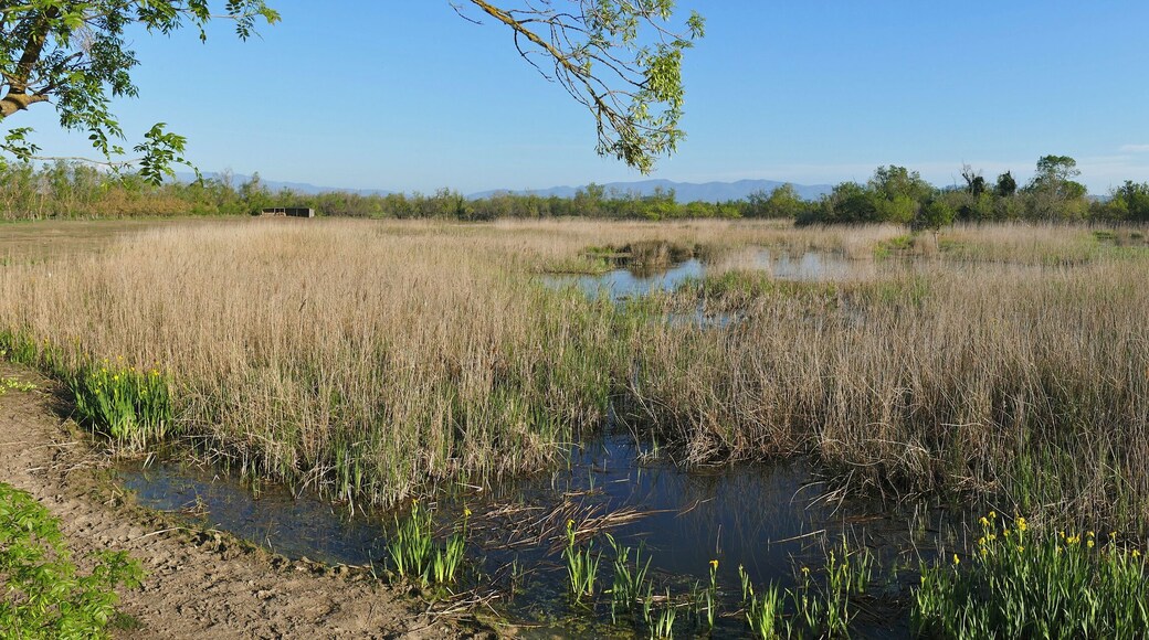 Aguait de la Closa del Puig, Los Aiguamolls del' Empordà, Castelló d'Empúries, Catalunya, SPAIN