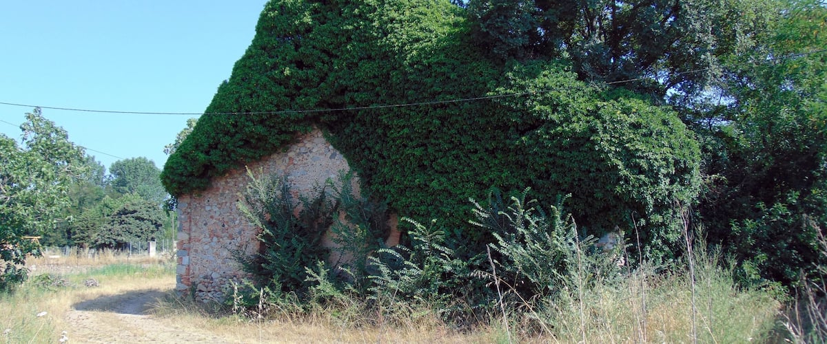 A stone building partially covered with green foliage.