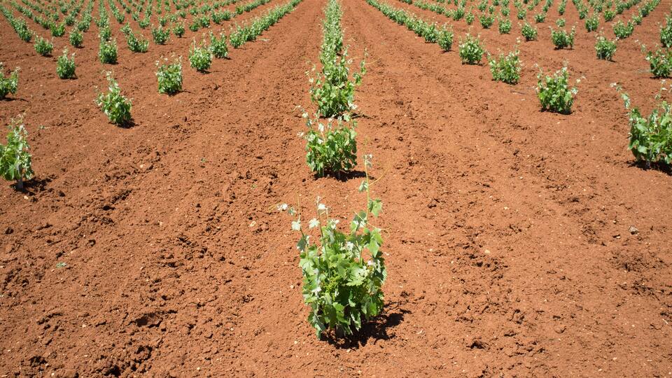 A vast agricultural field with rows of young plants.