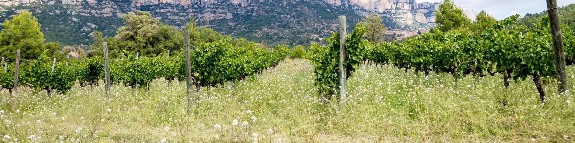 Viñedoscon suelo de pizarra (llicorella) antes de la vendimia en La Morera de Montsant , en pleno Parque Natural de la Sierra de Montsant , un dia de otoño,. Priorat, Tarragona, España