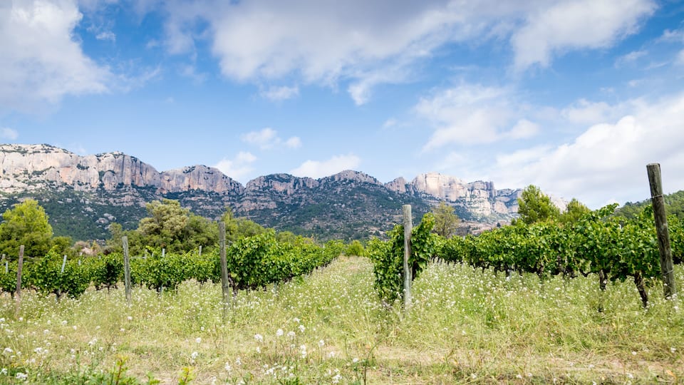 A vineyard with rows of grapevines and a mountain range in the background.