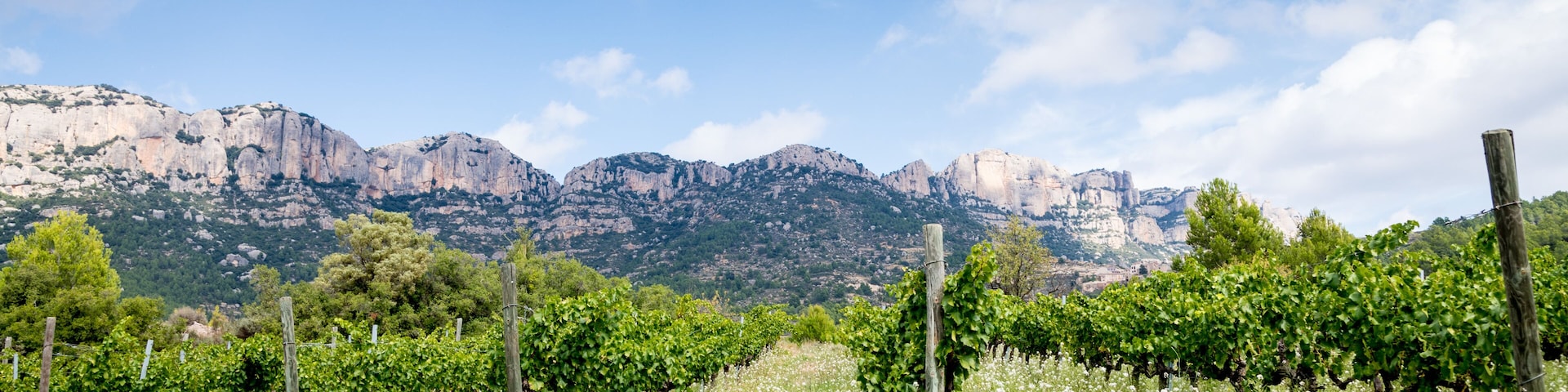 Viñedoscon suelo de pizarra (llicorella) antes de la vendimia en La Morera de Montsant , en pleno Parque Natural de la Sierra de Montsant , un dia de otoño,. Priorat, Tarragona, España