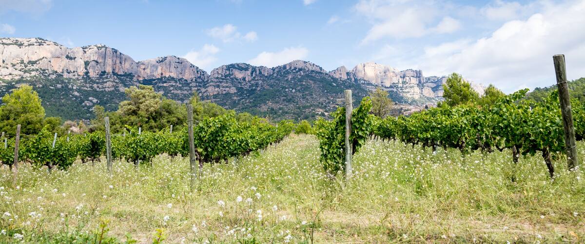 A vineyard with rows of grapevines and a mountain range in the background.