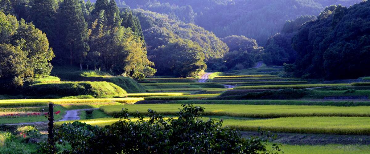 Terraced rice fields, dense forest, and a winding road in a hilly landscape.