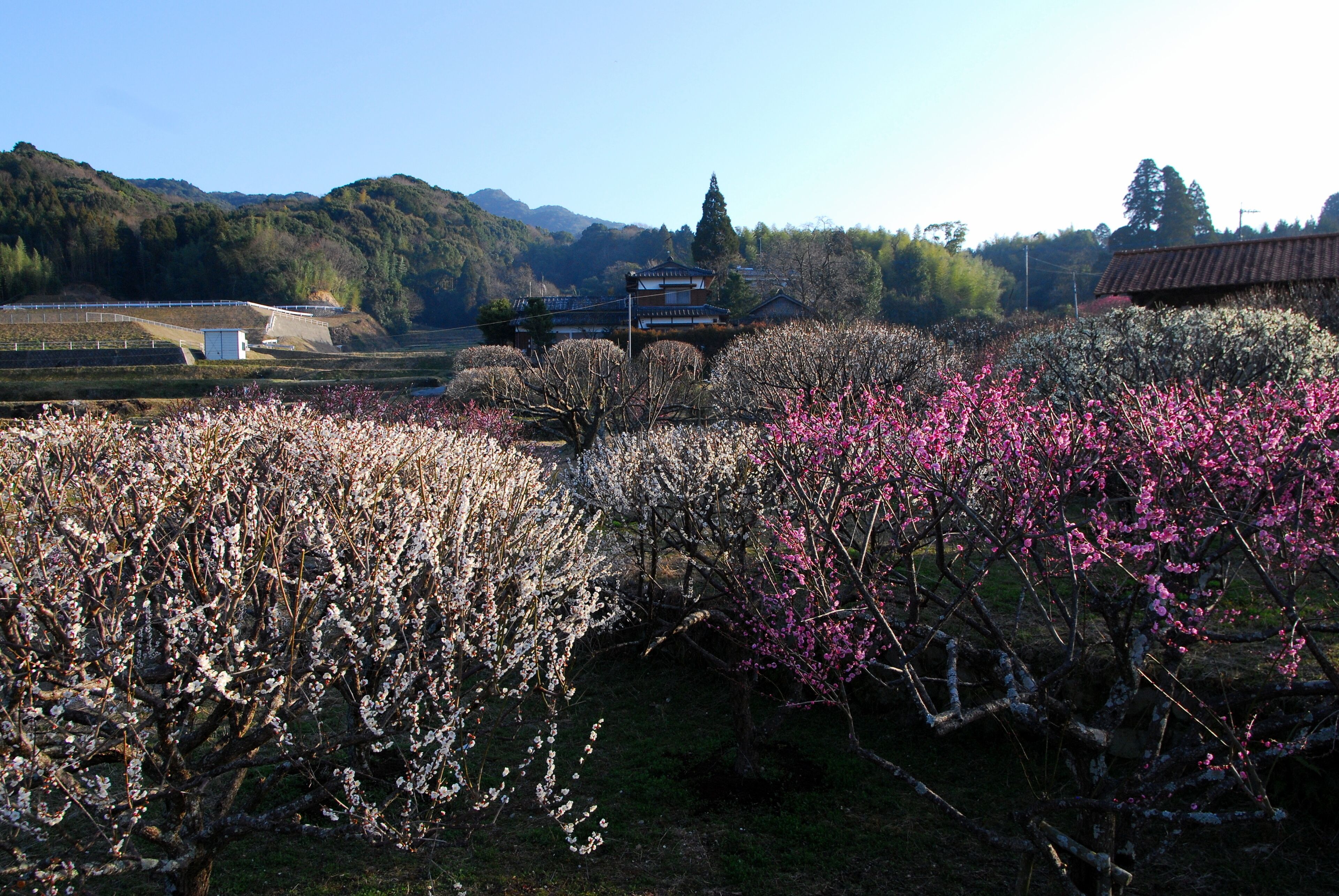 古小岱の里の梅