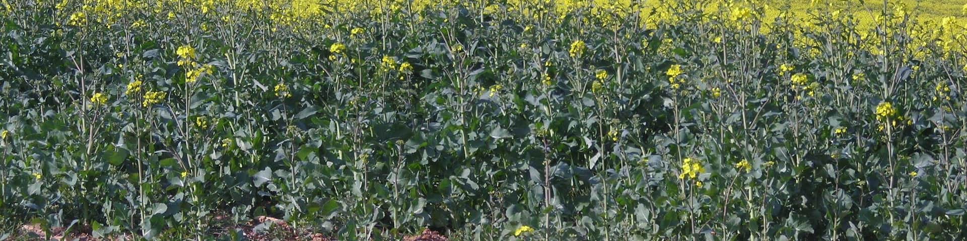 Coussac-Bonneval Grands Monts 067