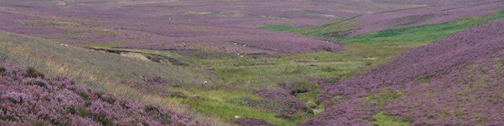 Jock's Burn. Shallow drainage of Wedder Law. View North.