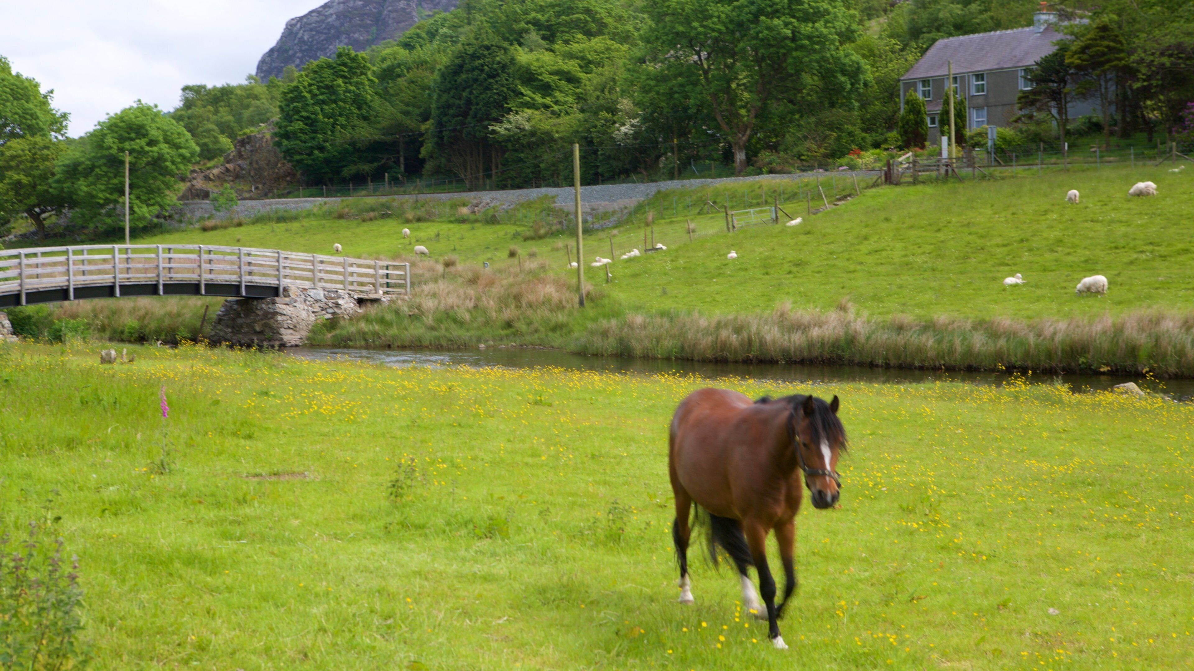 Betws Garmon que incluye tierras de cultivo y animales terrestres