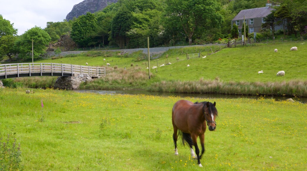 Betws Garmon que incluye tierras de cultivo y animales terrestres