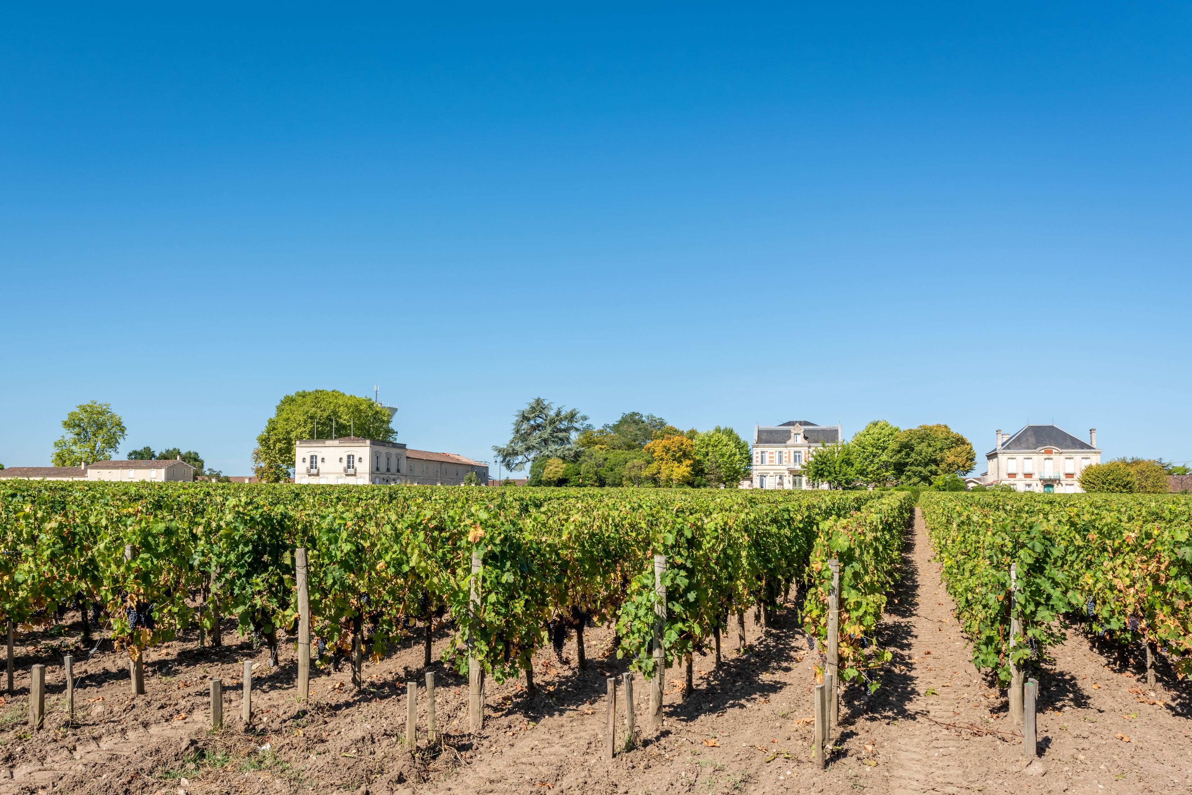 MEDOC (Gironde, France), vignoble de Margaux