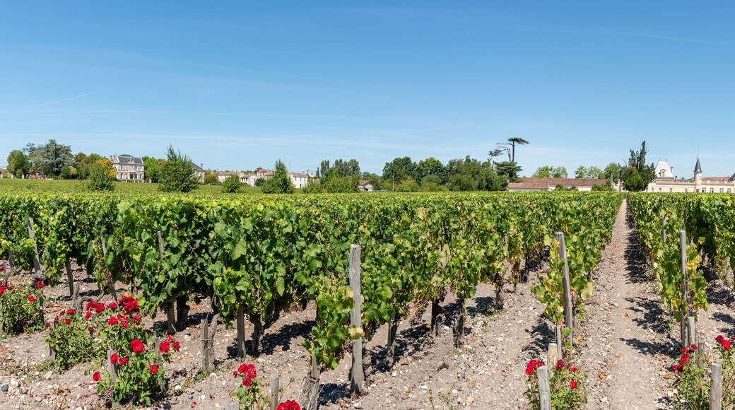 MEDOC (Gironde, France), vignoble de Margaux