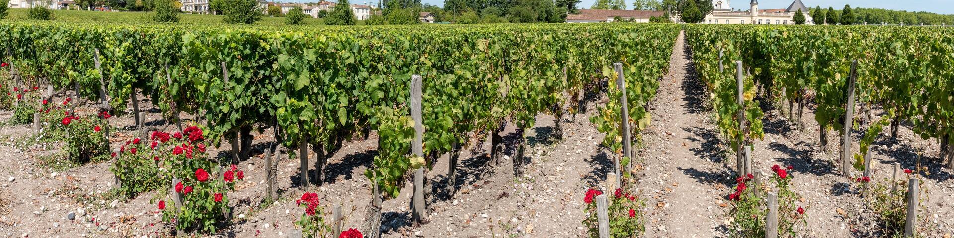 MEDOC (Gironde, France), vignoble de Margaux