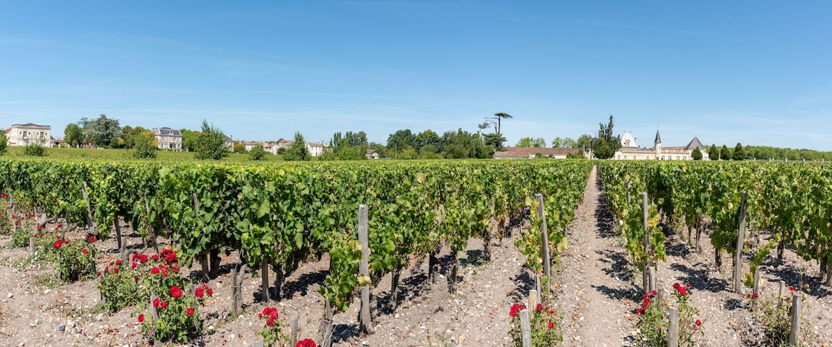 A vineyard with rows of grapevines and red flowers in the foreground.