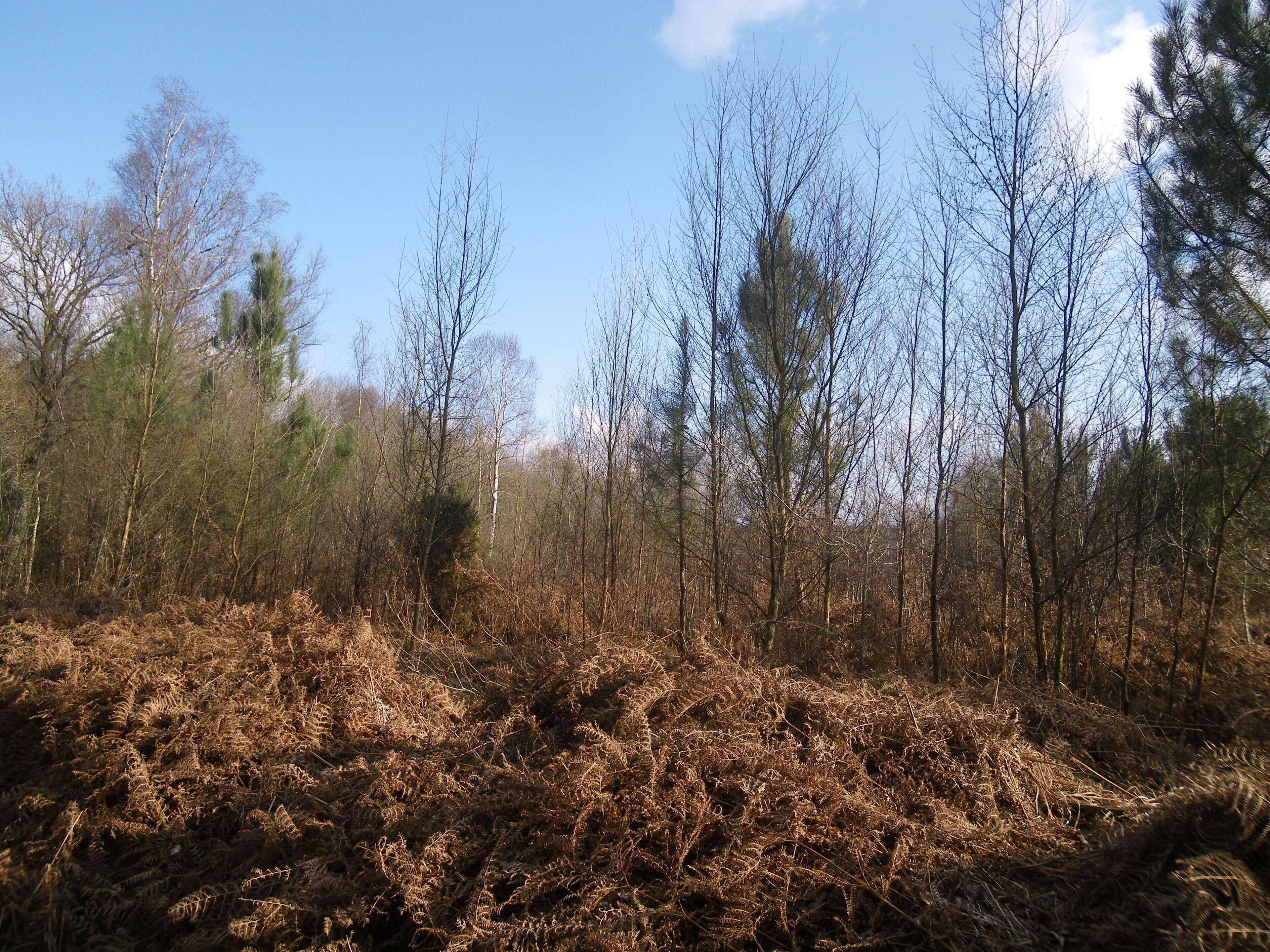 domaine de tremelin iffendic