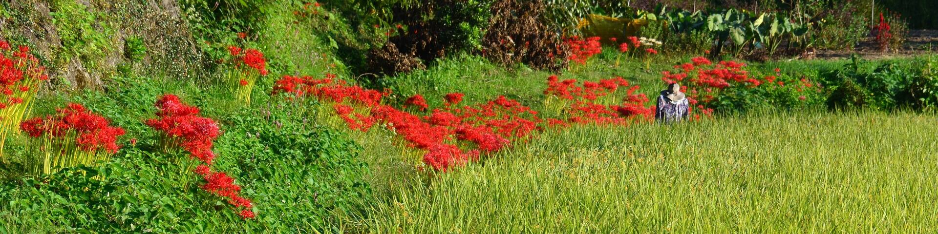 案山子街道 Road scarecrow